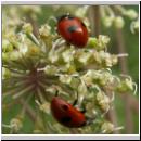 Coccinella quinquepunctata - Fuenfpunkt 10.jpg